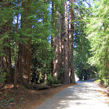 The Redwoods at Big Sur