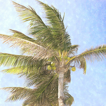 The Tropics Image With A Tropical Theme
