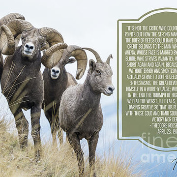 Bighorn Sheep Photographs — Tony Bynum Photography