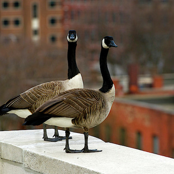 Urban Geese