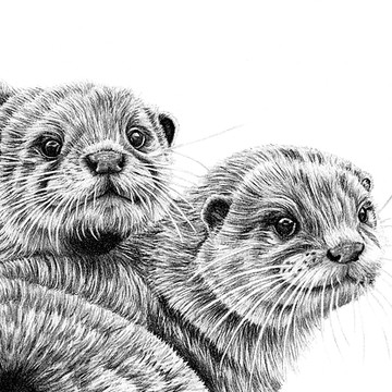 Various small mammals - illustrations