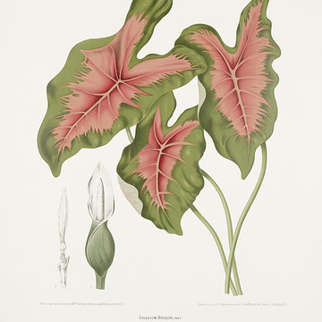 Vintage botanical illustrations of flowers fruits and plants of Java