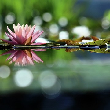 Water Lilies and Lotus Garden Flora