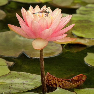 Water Lilies and Lotus's