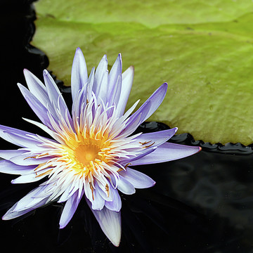 Waterlily and Lotus Blossoms