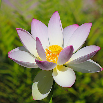 Waterlily and Lotus Blosson