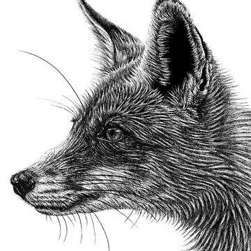 Wolves wild dogs and foxes - ink illustrations