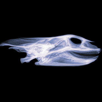 X-ray Imagery - Reptiles and Amphibians