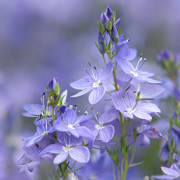 Blue & Purple Flowers