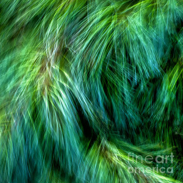 Abstract Nature Photography by Joanne Bartone