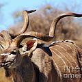 African Antelopes - Large
