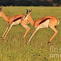 African Antelopes - Medium and Small