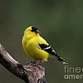 Amerian Goldfinch