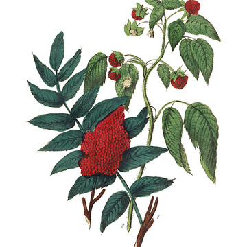 American Flora Botanical Illustrations