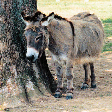 Animals- Donkeys and Mules