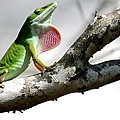 Anoles and Other Reptiles