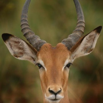 Antelope of Africa