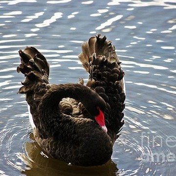 Australian Black Swans