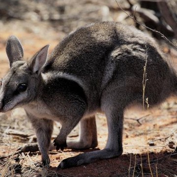 Australian Fauna