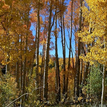 Autumn In Utah