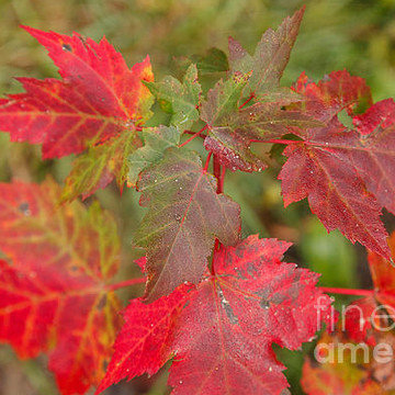 Autumn NEK Vermont - 2012