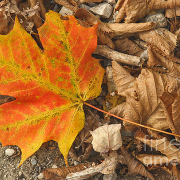 Autumn Southern Vermont - 2003