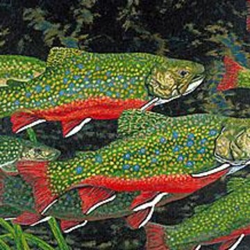 BASLEE TROUTMAN Beyond Limits FISH TROUT ART COLLECTION Art Prints