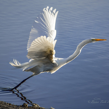 Beauty of Egrets