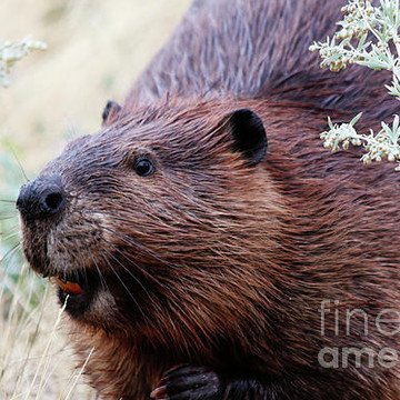 Beavers and River Otters