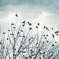 Bird on Wire - Bird Photography