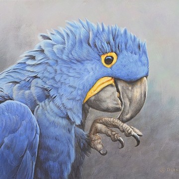 Bird Paintings by Alan M Hunt