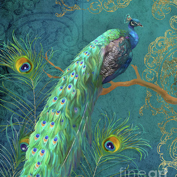 Birds - Peacock Images