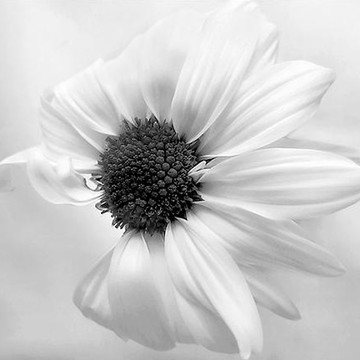 Black & White Flowers and Other Natural Objects
