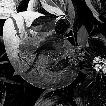 Black and Whites - Nature of Things