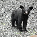 Black Bear Photographs