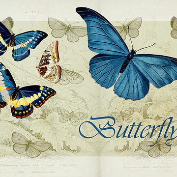 Blue Butterfly and Etcetera