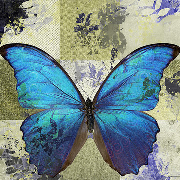 Butterfly Art by Aimelle