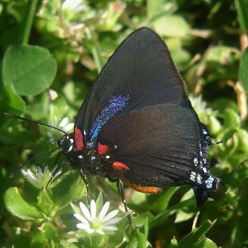 Butterfly Beauties