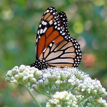 Butterfly Garden - Monarchs