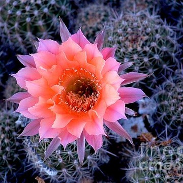 Cactus Flowers & Desert Plants