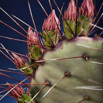 Cactus Up Close