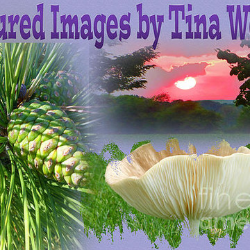 Captured Images by Tina Wenger