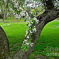 Cherry and Apple Blossoms