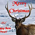 Christmas and Seasons Greetings Cards
