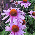 Coneflowers ...........Echinacea purpurea  