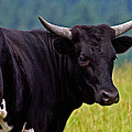 Cows Bulls Calves Cattle