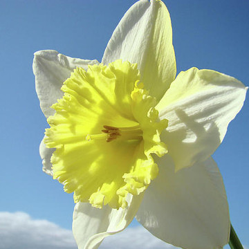 Daffodils Daffodil Flowers Spring
