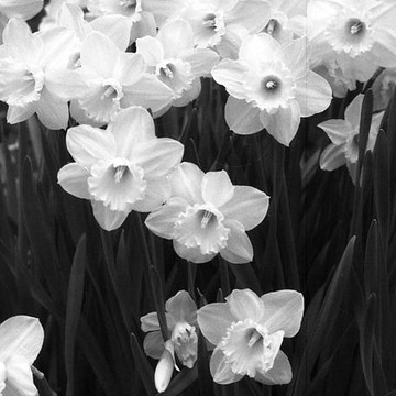 Daffodils - Infrared