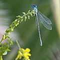Damselflies and Insects