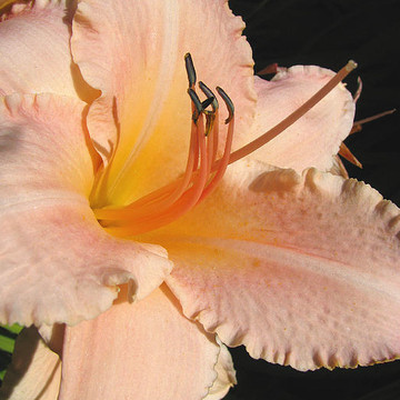 DAYLILIES Only